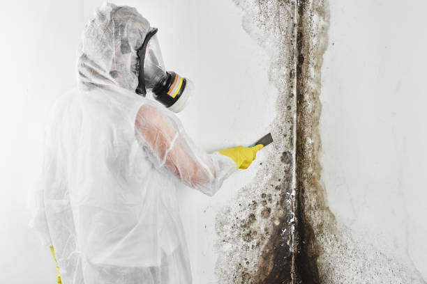 Best Affordable Mold Removal  in East Speer, NC