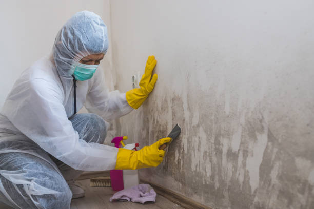 Best Fast Mold Removal  in East Speer, NC