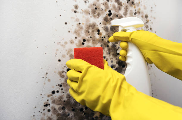 Best Mold Removal Company Near Me  in East Speer, NC
