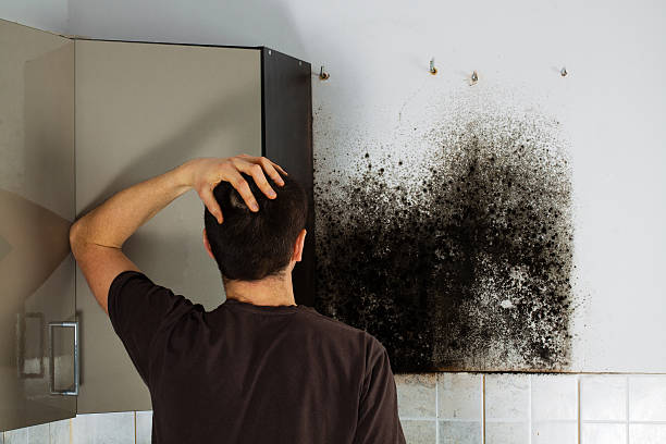  East Speer, NC Mold Removal Pros