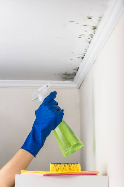 Best Certified Mold Removal  in East Speer, NC